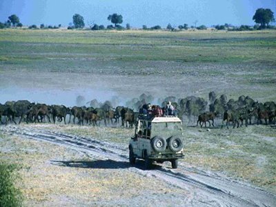 Abenteuer Safari in Afrika: Durch Botswanas Chobe Nationalpark